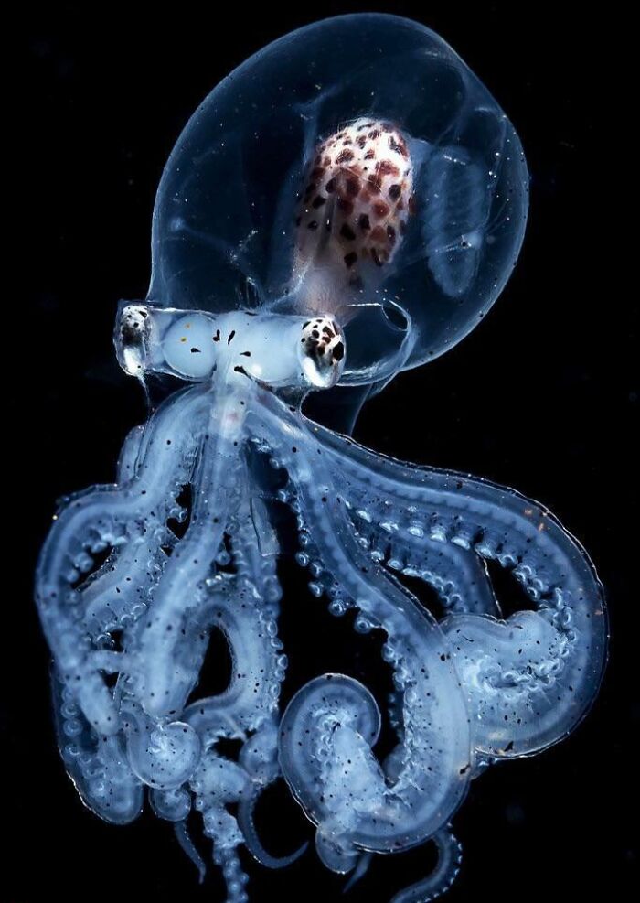 Pulpo con la cabeza transparente