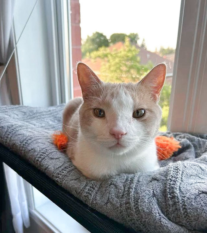 Mi gato tiene los ojos muy separados