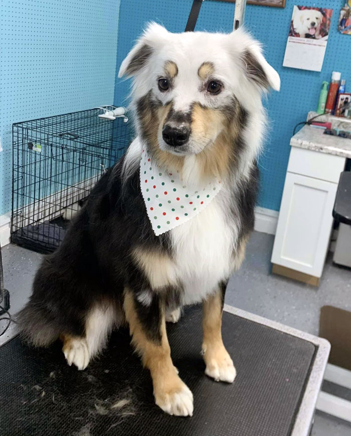 Esta es Heidi, tiene vitiligo