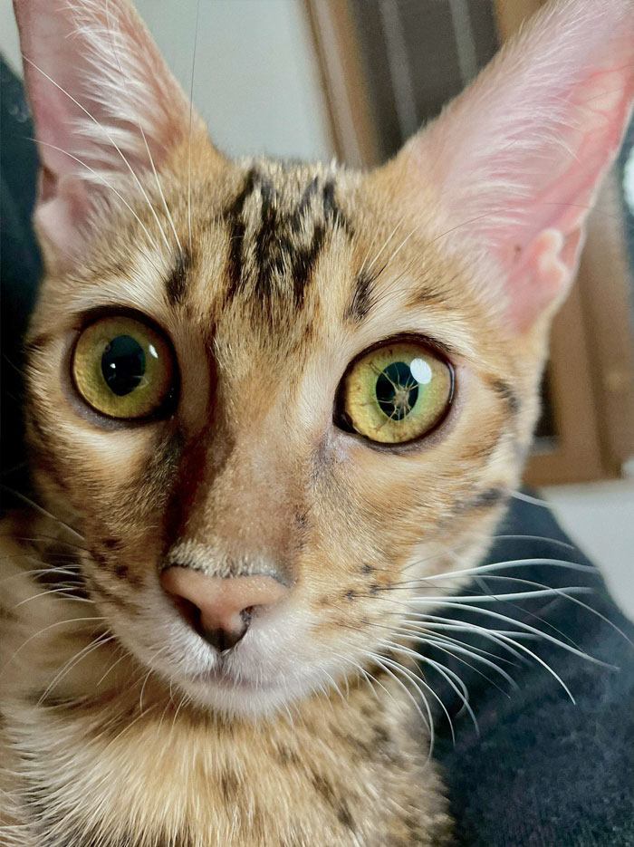 Mi gato nació con esto en el ojo. El veterinario dice que no es dañino
