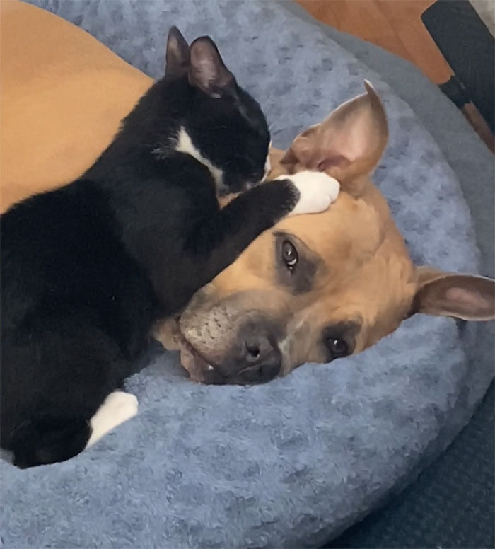 Hace poco adopté un gatito y me preocupaba que no se llevara bien con mi perro