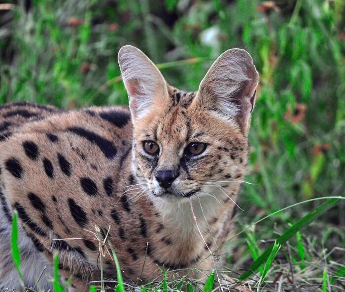 El serval. Tienen las orejas más grandes en proporción al tamaño de su cuerpo de todas las especies de felinos. Estos gatos son absolutamente magníficos y tienen unas características extraordinarias