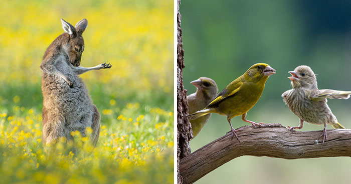 15 Divertidísimas fotos del concurso de fotografía de fauna salvaje de este año para cerrar la semana con unas risas