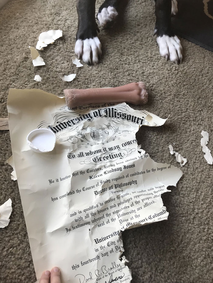 Mi perro se ha comido mi doctorado