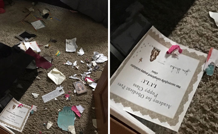 Mi perro ha mordido todo lo que encontró en mi habitación excepto su certificado de la escuela de obediencia