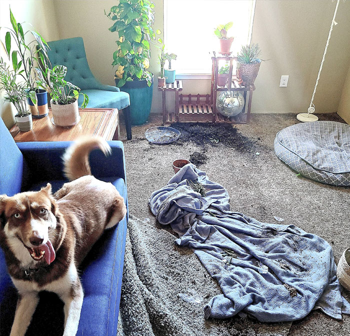 Mis plantas han explotado mientras estaba en el trabajo. El perro dice que no vio lo que pasó, pero tiró una manta encima por si acaso