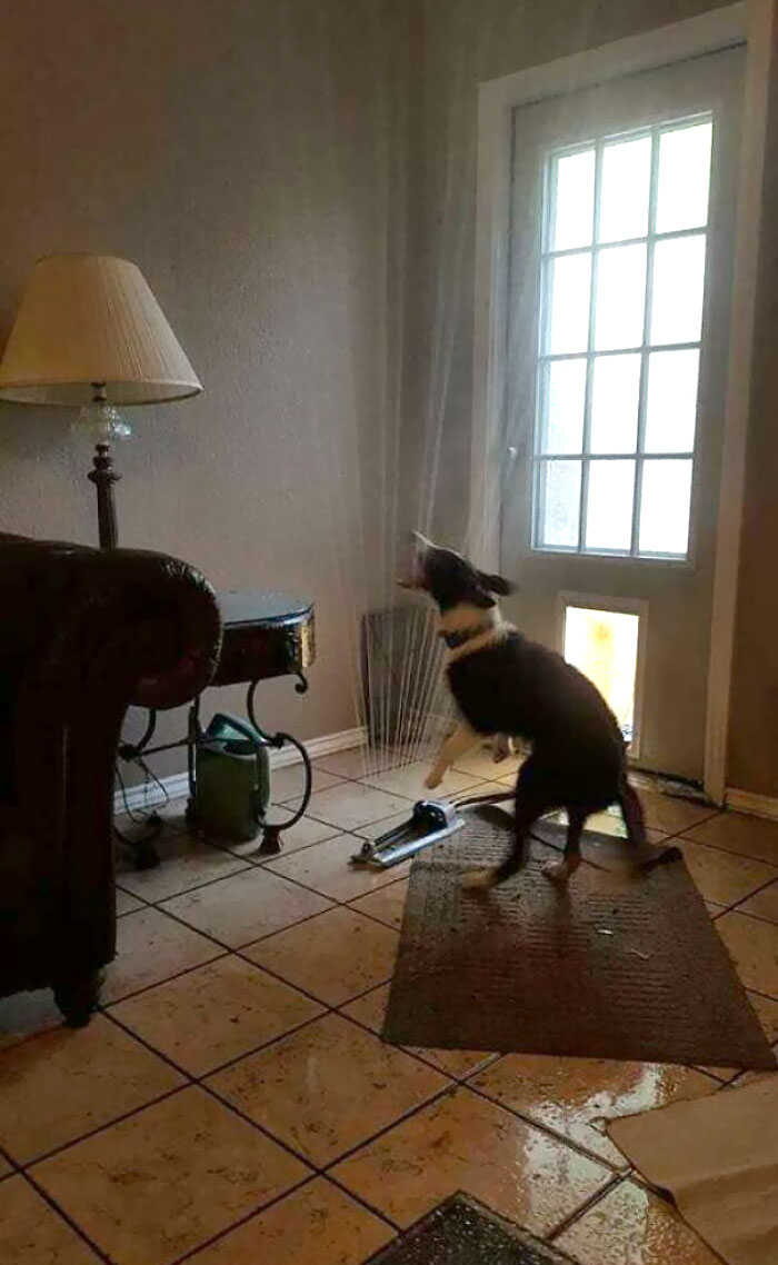 El perro ha arrastrado el aspersor dentro de la casa