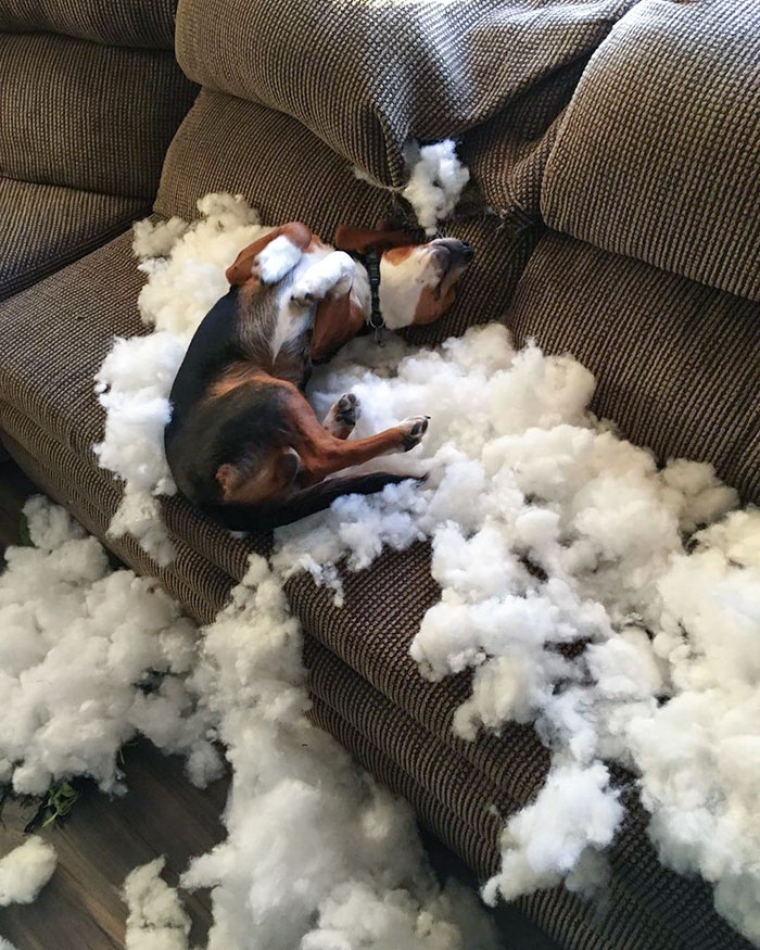 Mi valiente perro nos ha salvado del sofá explosivo