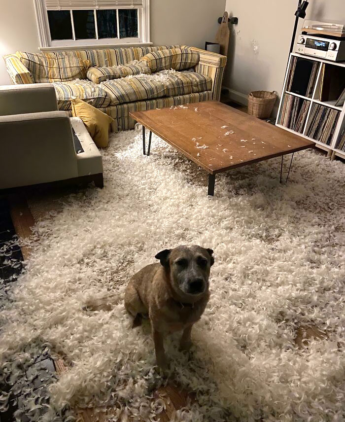 Decidió ocuparse él de decorar para Navidad