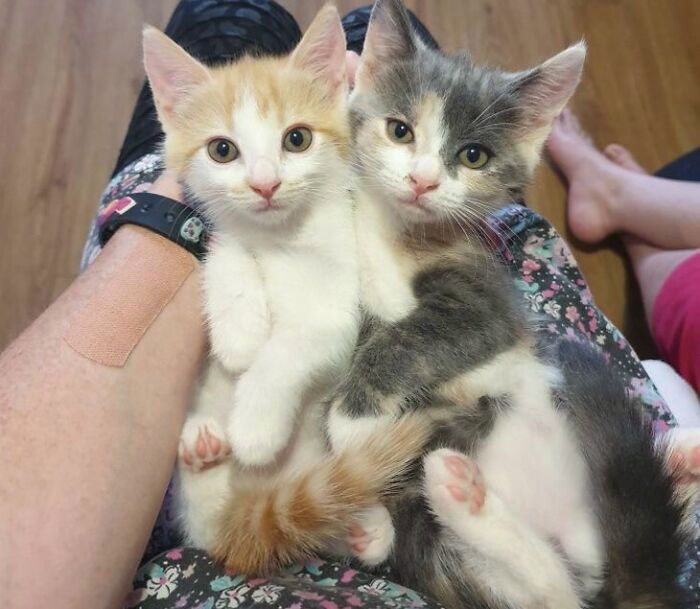 Mi hija lleva meses pidiéndonos un gatito, pero le hemos dicho que no lo vamos a tener. Sin embargo, la mañana de Navidad, se sorprenderá