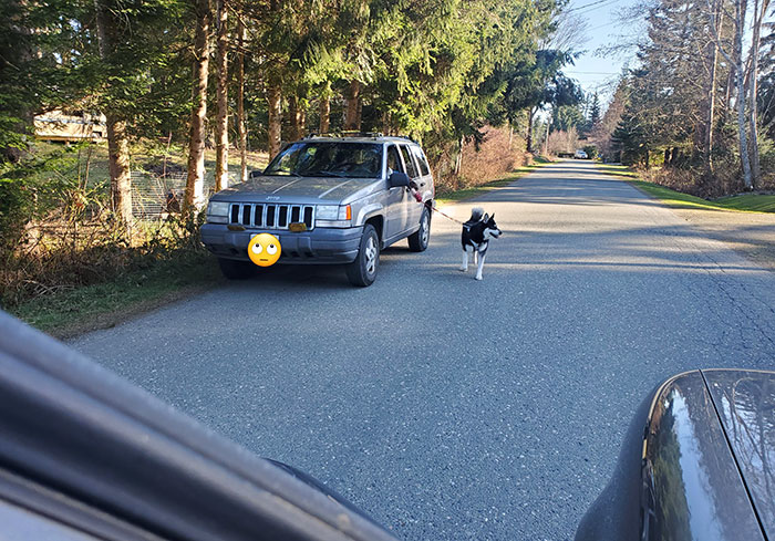 Vecino vago paseando al perro en coche