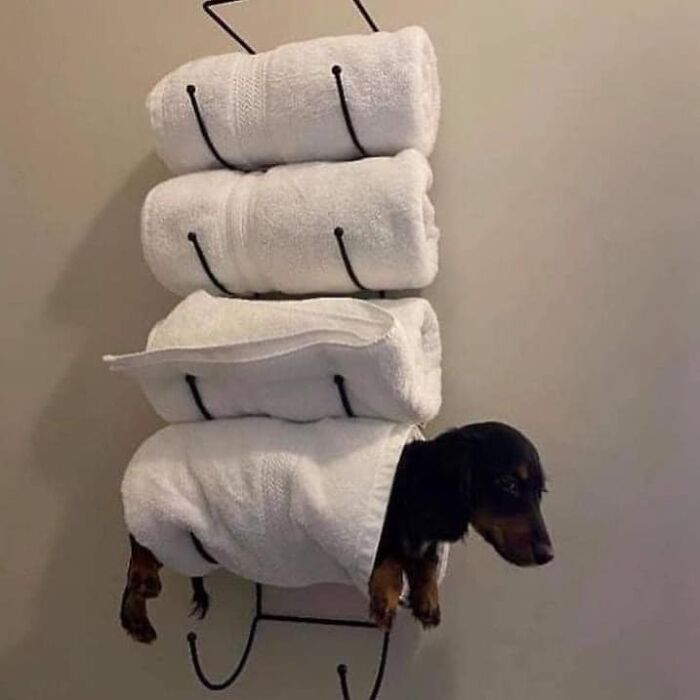 50 ‘Things In Places They Shouldn't Be’ To Make Your Day Better (New Pics)