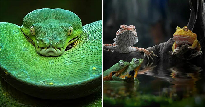 Este fotógrafo toma hermosas imágenes en primer plano de animales de sangre fría ocupándose de sus asuntos (30 fotos)