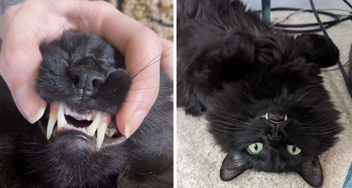 Mi gato tiene los colmillos tan largos que no puede cerrar la boca del todo