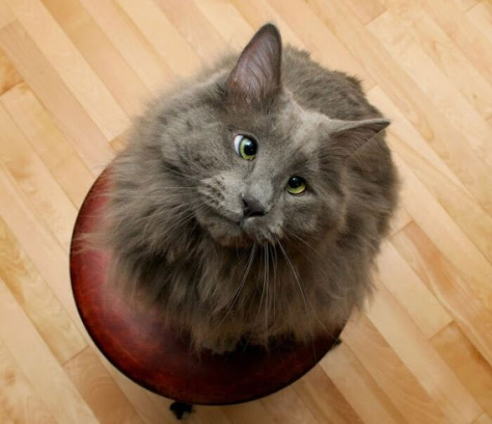 Mi gato bizco Gus