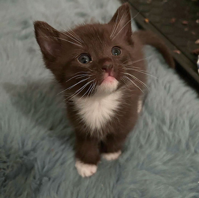 Gatito color chocolate
