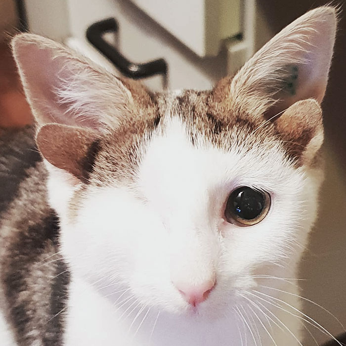 Frankenkitten, el gato australiano con 4 orejas y 1 ojo