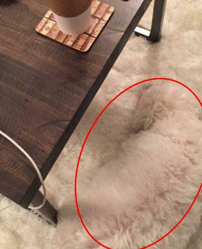 Perro oculto