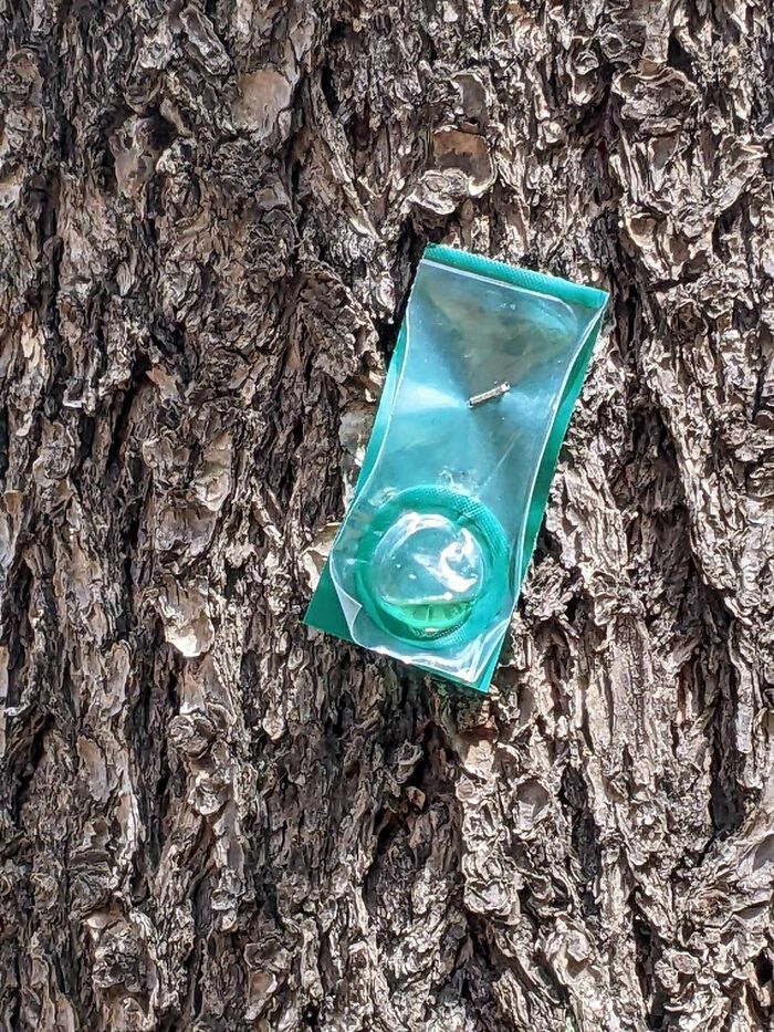 Lo encontré en una excursión por el campo, ¿qué es?