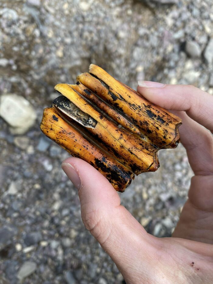 Un amigo ha encontrado esto en un lago del Parque nacional de los Glaciares, ¿qué puede ser?