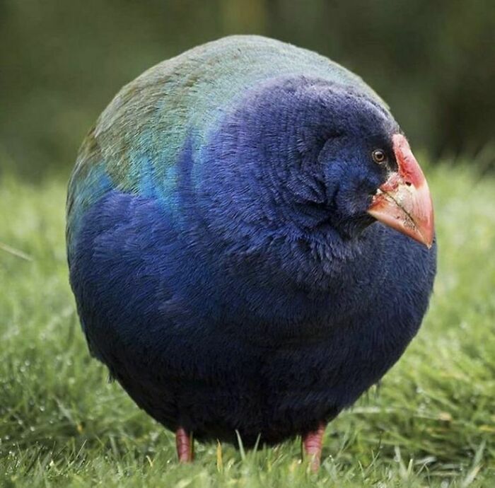 El Takahē es un ave no voladora de Nueva Zelanda que se creía extinta