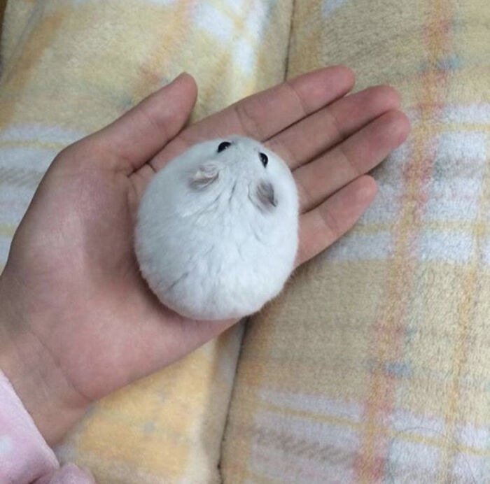 Bolita