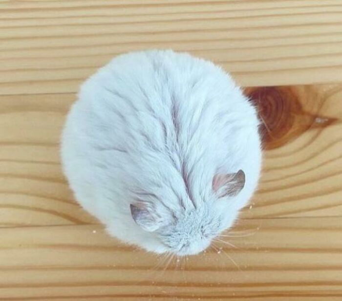 Hamster redondo