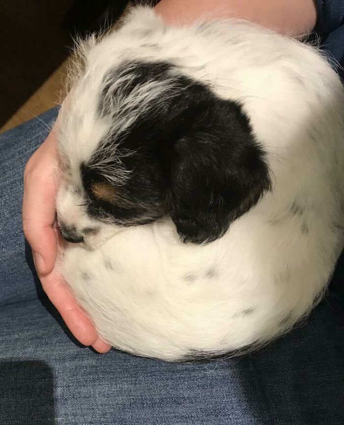 Cachorrito hecho un donut