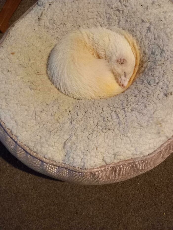 De siesta