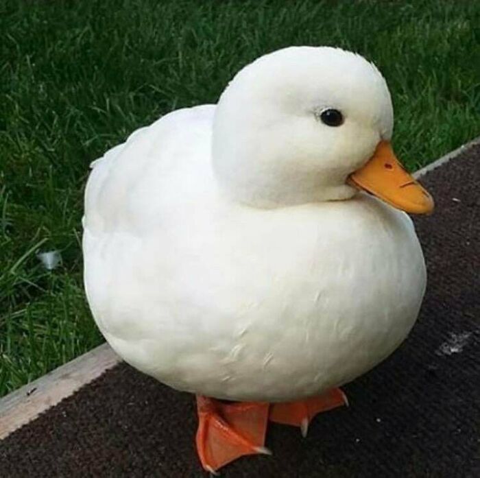 Patito