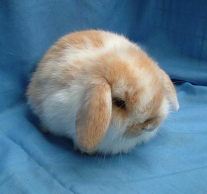 Conejito