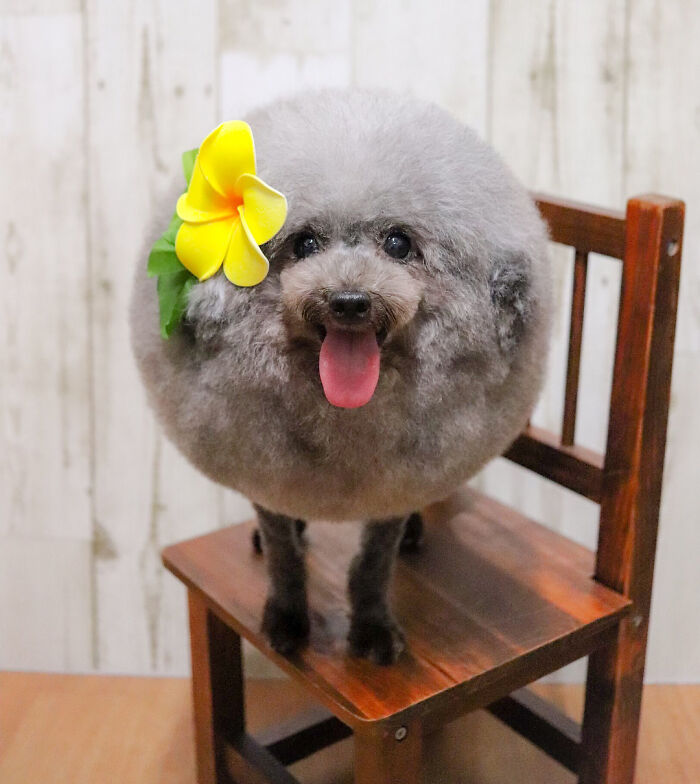 Sesame es un caniche redondísimo