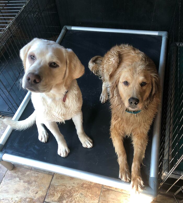 Estos dos necesitaron un baño especial desodorizante después de que en nuestro paseo matutino les rociara una mofeta. Justo antes de que llegaran 25 invitados a casa para celebrar Nochebuena
