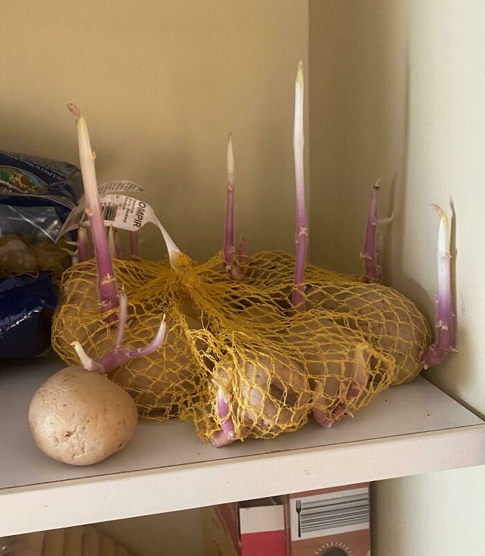 Las patatas de mis compañeros
