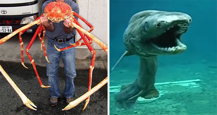 «¿Qué es lo más terrorífico que hay en el océano de lo que haya pruebas fotográficas?»: 20 respuestas