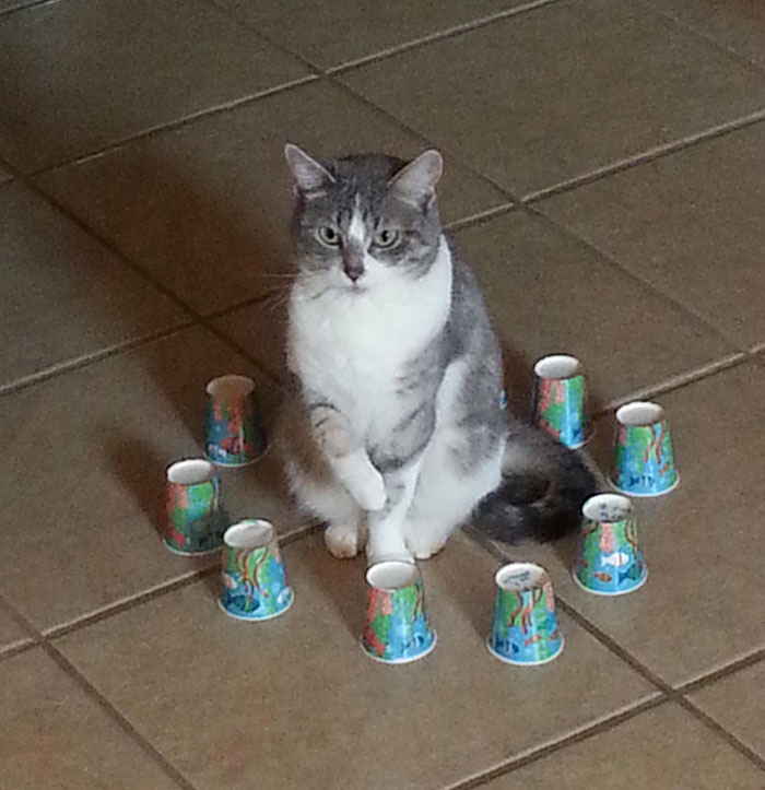 La gata está en la cárcel: mi hijo puso esos vasos a su alrededor y no se ha movido en 20 minutos
