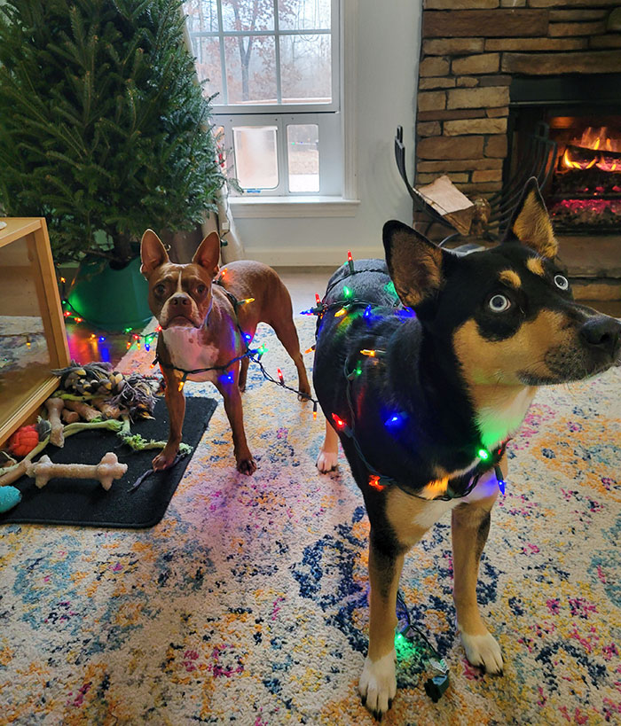 Cuando les pides a tus hijos ya mayores que decoren el árbol y van y decoran los perros