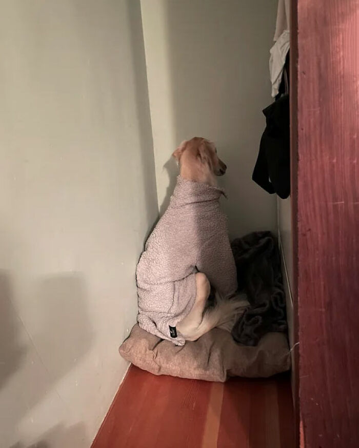 Nuestro perro de 7 años ahora tiene fobia a los fuegos artificiales gracias a que el vecino ha decidido soltar algunos (además ilegales) encima de nuestra casa