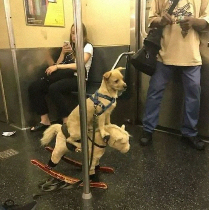 44 Times People Spotted Such Weird And Funny Things On The Subway, They Just Had To Share