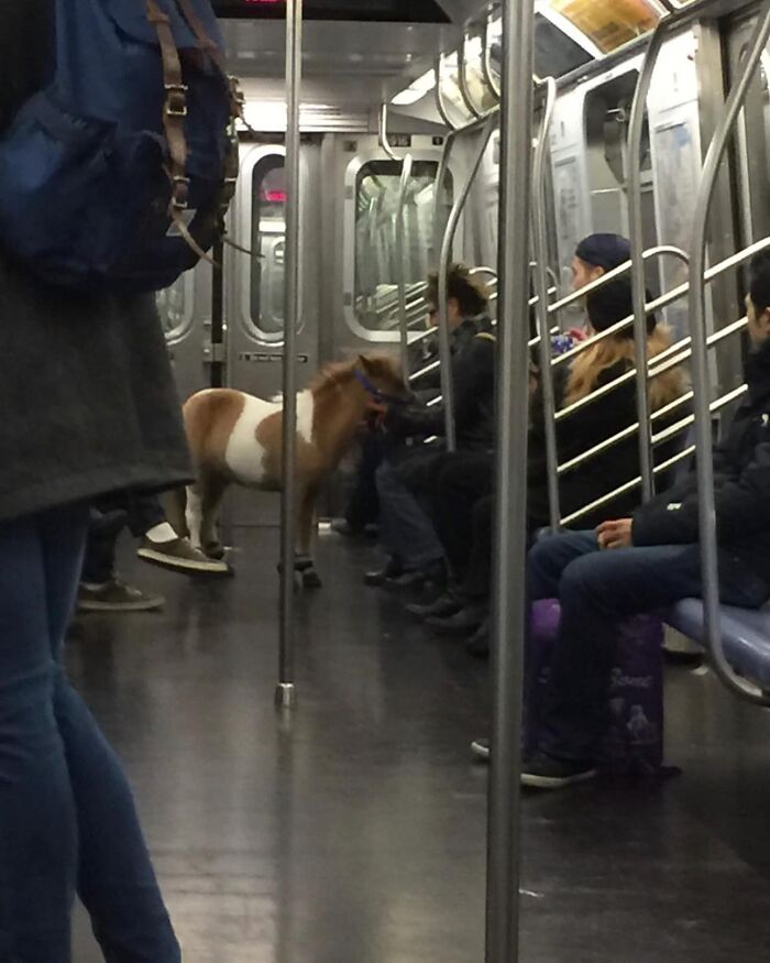 44 Times People Spotted Such Weird And Funny Things On The Subway, They Just Had To Share