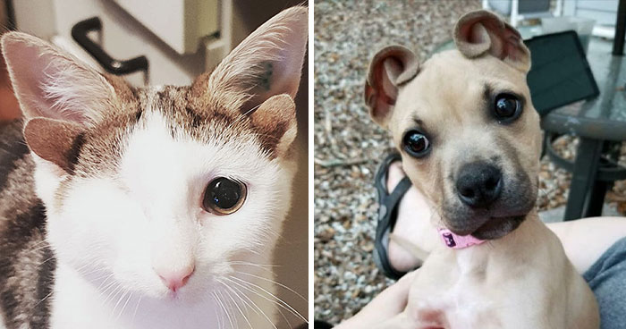 37 Mascotas con genes únicos que les han dado un aspecto realmente peculiar