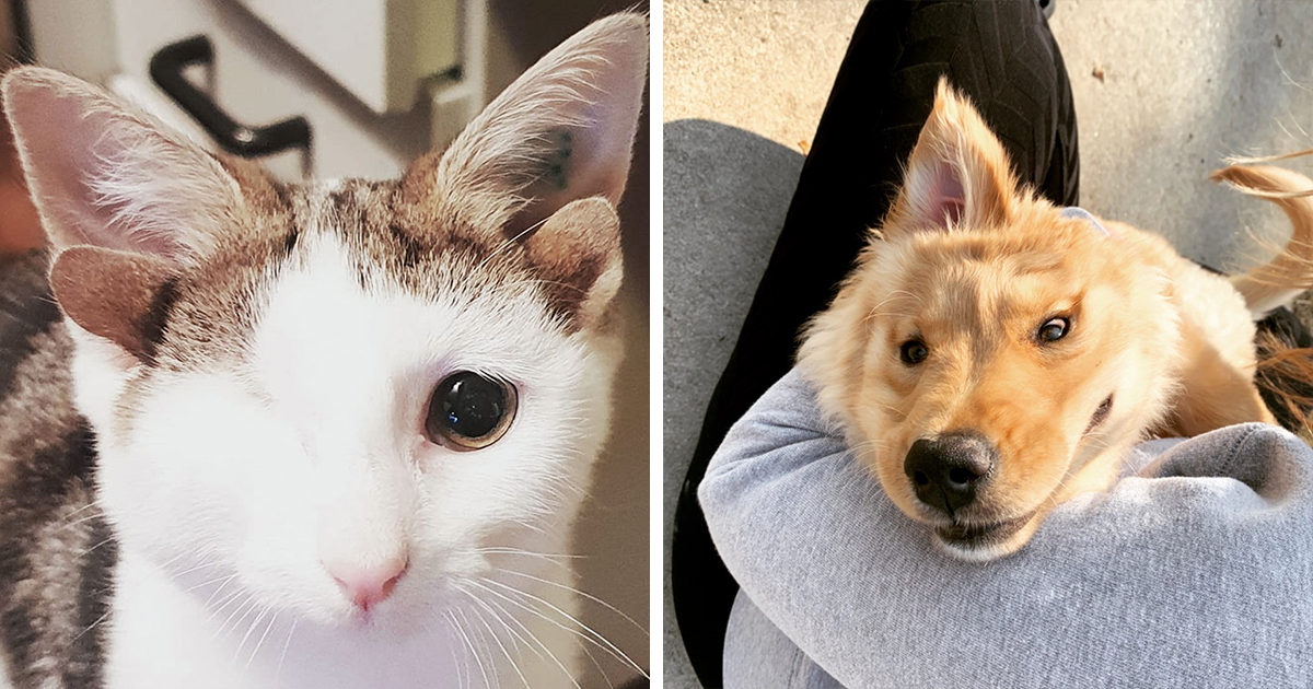 37 Mascotas con genes únicos que les han dado un aspecto realmente peculiar
