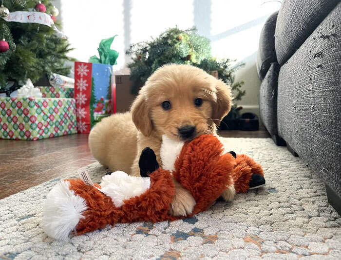 Un compañero de trabajo recibió un cachorro como regalo y no se lo puede quedar, así que me lo quedé yo. El primer perro de mi familia, mi esposa e hija están emocionadísimas