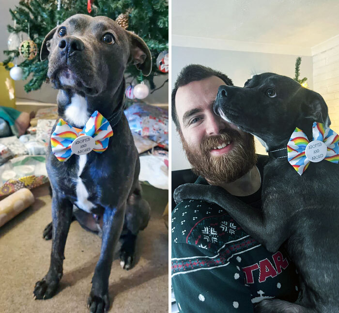 Mi prometida y yo acogemos perros. Estas Navidades ha dicho que vamos a adoptar a este, es adorable