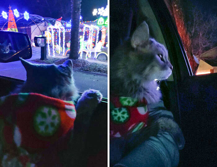 Mi gata Lucy tiene 20 años, quiero que disfrute, así que la he llevado en coche por el vecindario para que viera las luces. Creo que le ha gustado