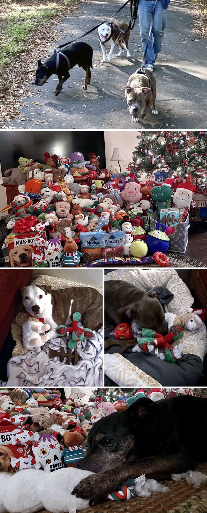 He adoptado 3 perros del refugio este año y les he dado las mejores Navidades posibles