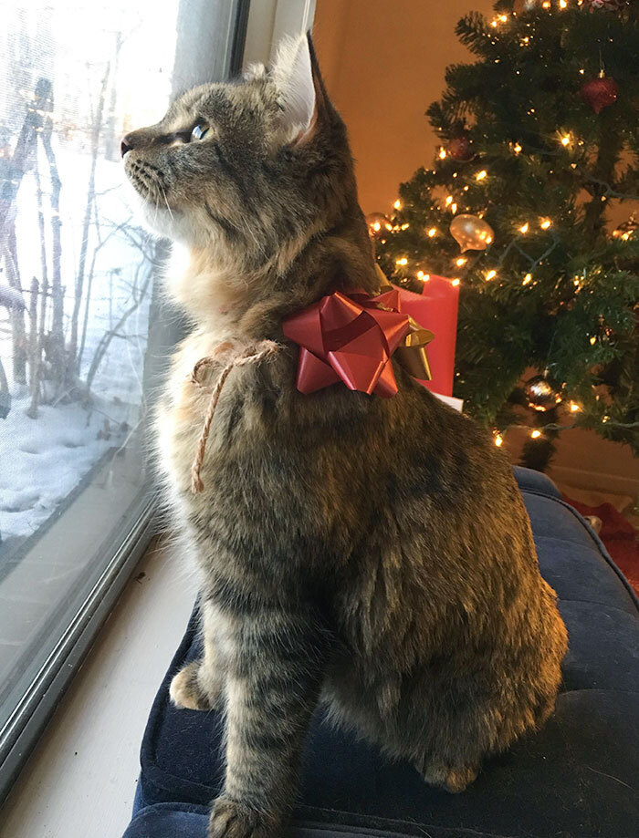 Mi novio me ha hecho el mejor regalo. Esta es Arya