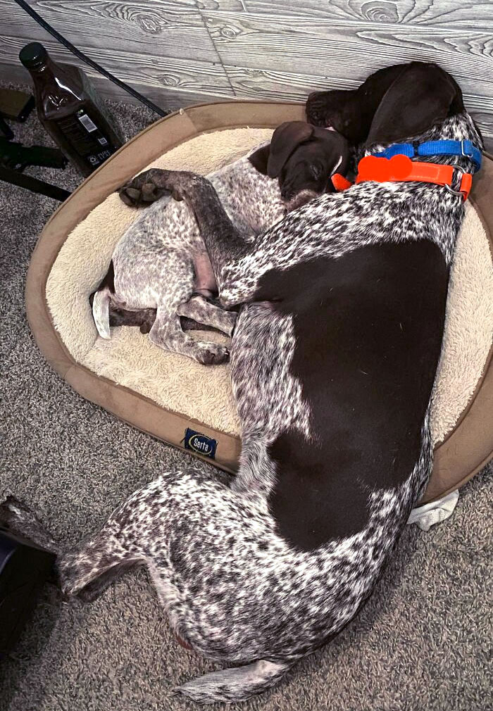 Mi perro ha tenido un hermanito por Navidad