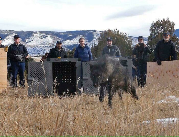 Lobo negro liberado en campo con equipo de personas, destacando animales adorables en la naturaleza.