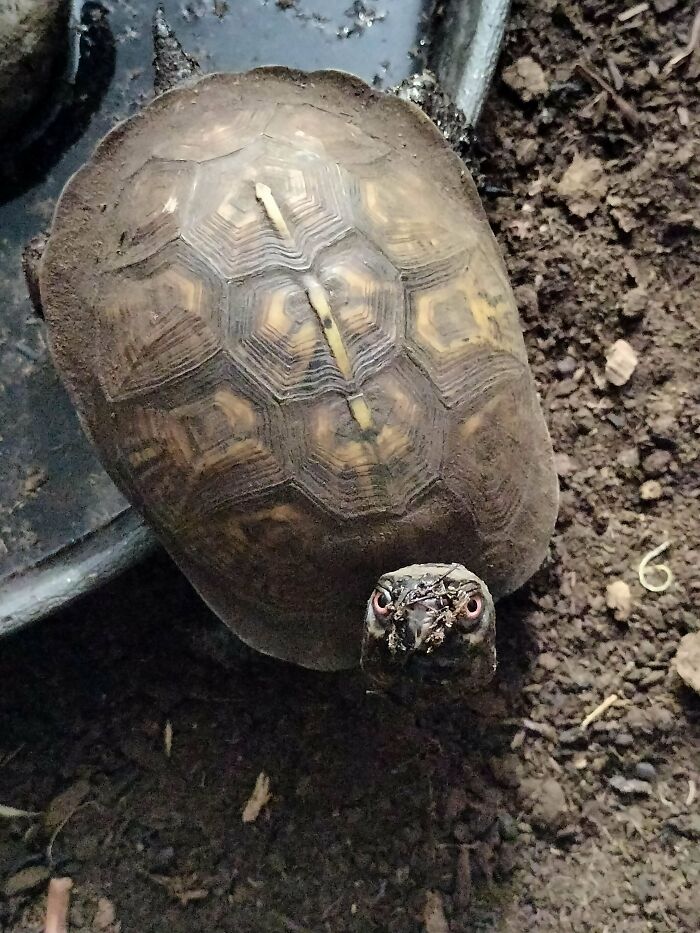 Tortuga con tierra en el rostro en un hábitat natural, fotos divertidas y absurdas de animales.
